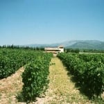 winery_vines