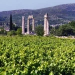 nemea greece- Yanni Athens Taxi Tours